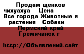 Продам щенков чихуахуа  › Цена ­ 10 000 - Все города Животные и растения » Собаки   . Пермский край,Гремячинск г.